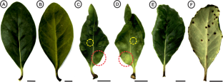 Epidermal and subepidermal changes during the formation of hairy galls induced by Eriophyidae on Avicennia schaueriana leaves