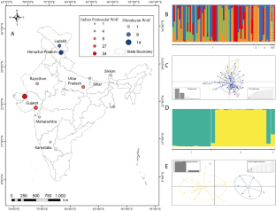 Genetic diversity, structure, and demographic histories of unique and ancient wolf lineages in India