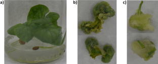 Modeling the growth kinetics of cell suspensions of Randia echinocarpa (Rubiaceae) and characterization of their bioactive phenolic compounds