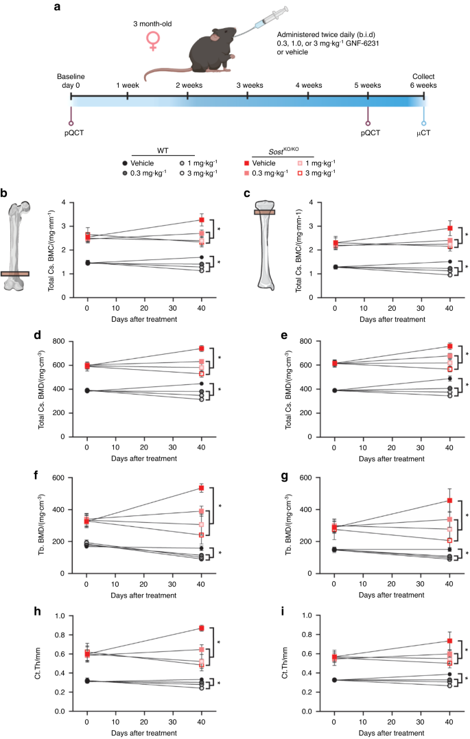 Inhibiting WNT secretion reduces high bone mass caused by Sost loss-of-function or gain-of-function mutations in Lrp5.