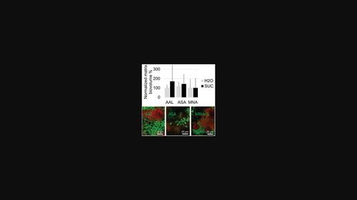 Fluorescence lectin binding analysis of carbohydrate components in dental biofilms grown in situ in the presence or absence of sucrose.