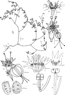 Euphorbia vasudevaraoi (Euphorbiaceae): a new species from Ballari district, Karnataka, India