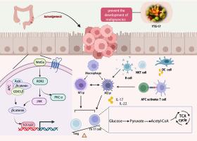 YTE-17 inhibits colonic carcinogenesis by resetting antitumor immune response via Wnt5a/JNK mediated metabolic signaling