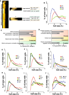 Novel determinants of cell size homeostasis in the opportunistic yeast Candida albicans.