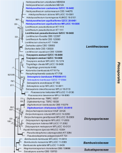 Freshwater fungi from karst landscapes in China and Thailand