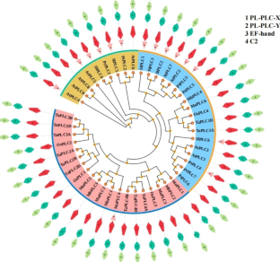 Genome-Wide Identification, Evolution Analysis of PI-PLC Family and Their Expression Patterns in Response to Different Hormones and Growth in Banana (Musa L.)