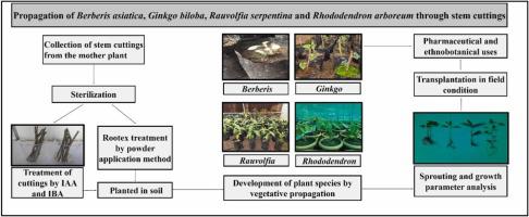 Vegetative propagation of Berberis asiatica Roxb. Ex DC., Ginkgo biloba L., Rauvolfia serpentina (L.) Benth ex Kurz, and Rhododendron arboreum Sm. through stem cuttings