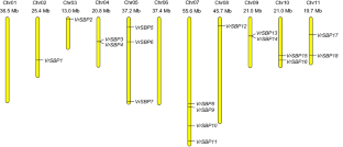 Identification and expression analysis of SQUAMOSA promoter-binding protein (SBP) genes in mungbean