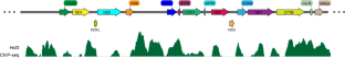 Mitochondria in Cryptococcus: an update of mitochondrial transcriptional regulation in Cryptococcus.