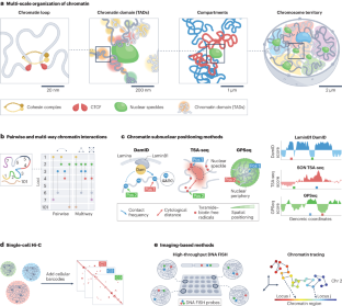 Computational methods for analysing multiscale 3D genome organization