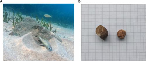 Cognitive flexibility in a Tanganyikan bower-building cichlid, Aulonocranus dewindti