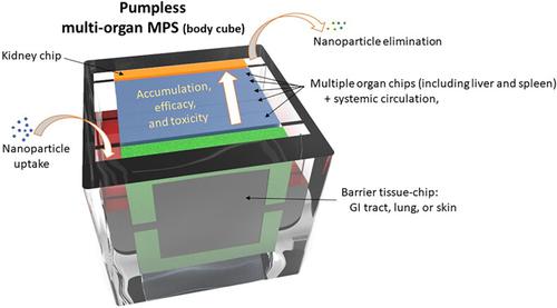 Pumped and pumpless microphysiological systems to study (nano)therapeutics.