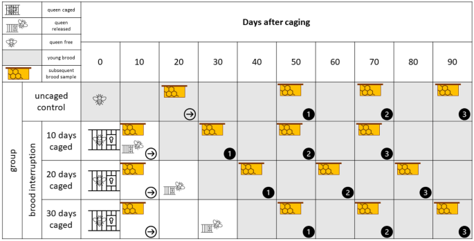 Immediate and long-term effects of induced brood interruptions on the reproductive success of Varroa destructor