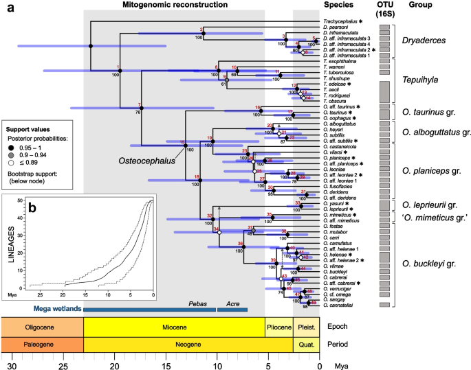 Historical biogeography highlights the role of Miocene landscape changes on the diversification of a clade of Amazonian tree frogs