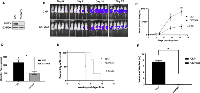 Coordinate transcriptional regulation of ErbB2/3 by C-terminal binding protein 2 signals sensitivity to ErbB2 inhibition in pancreatic adenocarcinoma.