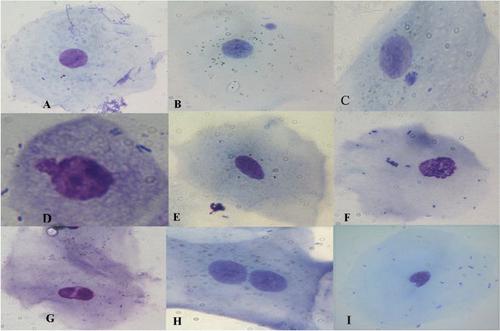 Purebred dogs show higher levels of genomic damage compared to mixed breed dogs.