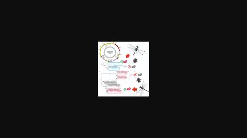 Nuclear copies of mitochondrial DNA as a potential problem for phylogenetic and population genetic studies of Odonata