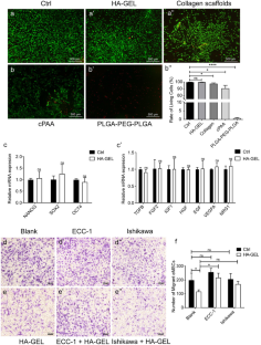 Exploration of eMSCs with HA-GEL system in repairing damaged endometrium after endometrial cancer with fertility-sparing treatment.