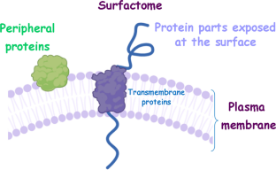 The faster evolution of signal peptide genes of Frankia in surfactome may be attributed to their cardinal role in symbiotic association