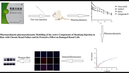 Pharmacokinetic–pharmacodynamic modeling of the active components of Shenkang injection in rats with chronic renal failure and its protective effect on damaged renal cells