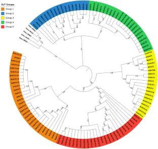 Genomic Analyses of SUT and TST Sugar Transporter Families in Low and High Sugar Accumulating Sugarcane Species (Saccharum spontaneum and Saccharum officinarum)