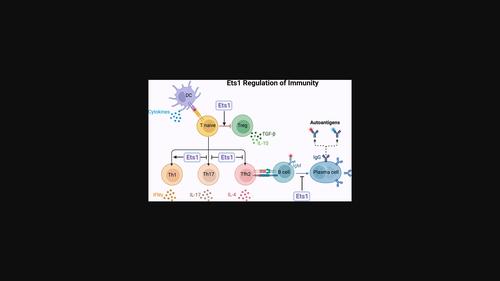 An update on the roles of transcription factor Ets1 in autoimmune diseases.