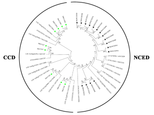 Identification and expression of the CCO family during development, ripening and stress response in banana.