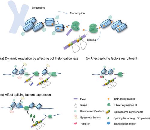 Regulation of alternative splicing: Functional interplay with epigenetic modifications and its implication to cancer.