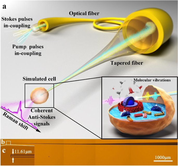 Flexible minimally invasive coherent anti-Stokes Raman spectroscopy (CARS) measurement method with tapered optical fiber probe for single-cell application