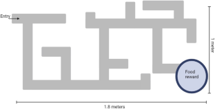 Effects of acute maternal stress induced by predator cues on spatial learning and memory of offspring in the subterranean rodent Ctenomys talarum