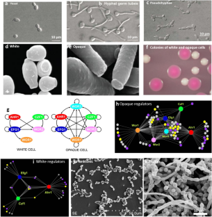 Morphogenic plasticity: the pathogenic attribute of Candida albicans.