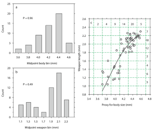 Frequency distributions, dimorphisms, and allometric variation in size of the weapon on male harvestmen (Arthropoda, Arachnida, Opiliones)