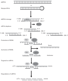 Use of RNA Interference Technology for Improving Economically Valuable Traits of Cereal Crops