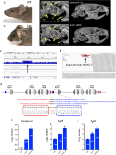 The spontaneous mouse mutant low set ears (Lse) is caused by tandem duplication of Fgf3 and Fgf4.