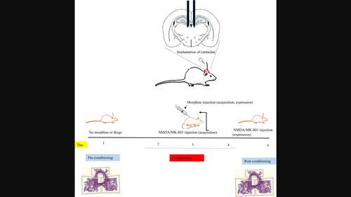 The role of NMDA glutamate receptors in the lateral habenula on morphine-induced conditioned place preference in rats.