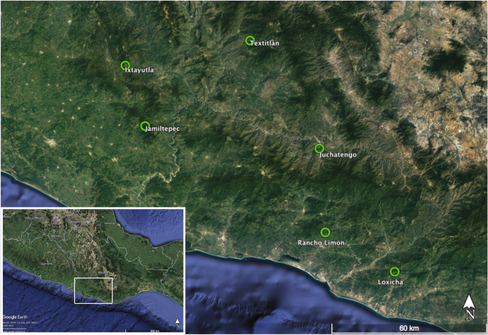 Conservation genomics of Dioon holmgrenii (Zamiaceae) reveals a history of range expansion, fragmentation, and isolation of populations