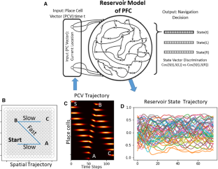 Integration of velocity-dependent spatio-temporal structure of place cell activation during navigation in a reservoir model of prefrontal cortex.