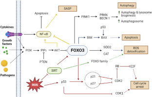 MicroRNAs-associated with FOXO3 in cellular senescence and other stress responses.