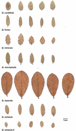 Leaf morphometric analysis and potential distribution modelling contribute to taxonomic differentiation in the Quercus microphylla complex.