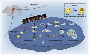 The protective effect of puerarin-loaded mesoporous silicon nanoparticles on alcoholic hepatitis through mTOR-mediated autophagy pathway