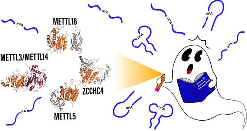 Ghost authors revealed: The structure and function of human N<sup>6</sup> -methyladenosine RNA methyltransferases.