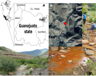 Bacterial diversity of an acid mine drainage beside the Xichú River (Mexico) accessed by culture-dependent and culture-independent approaches.