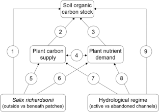 Hydrological Regime and Plant Functional Traits Jointly Mediate the Influence of Salix spp. on Soil Organic Carbon Stocks in a High Arctic Tundra