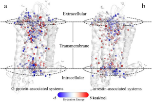 Computational investigation of functional water molecules in GPCRs bound to G protein or arrestin