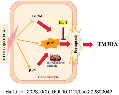 Liproxstatin-1 alleviates cartilage degradation by inhibiting chondrocyte ferroptosis in the temporomandibular joint