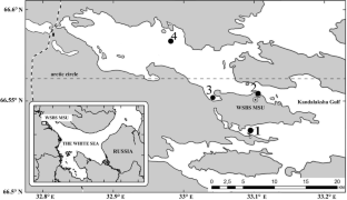 Diversity of heterotrophic picoeukaryotes in the ice of the Kandalaksha Gulf (White Sea, Russia) based on rRNA gene high-throughput sequencing