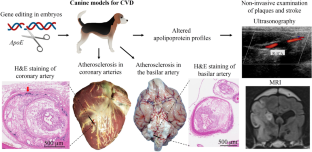 Dog models of human atherosclerotic cardiovascular diseases.