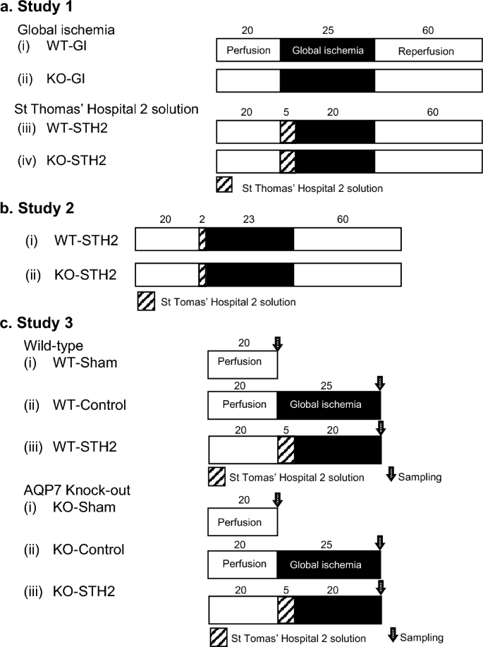 Cardioprotective effect of St. Thomas' Hospital No. 2 solution against age-related changes in aquaporin-7-deficient mice.