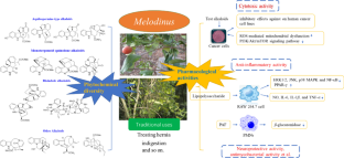 A review on the genus Melodinus: traditional uses, phytochemical diversity and pharmacological activities of indole alkaloids