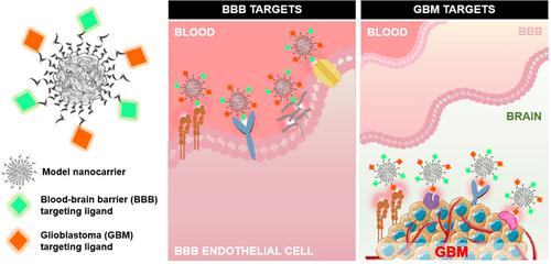 Multi-ligand functionalized blood-to-tumor sequential targeting strategies in the field of glioblastoma nanomedicine.